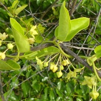 Vincetoxicum indicum (Burm.f.) Mabb.